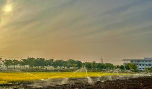 Paddy crop production block